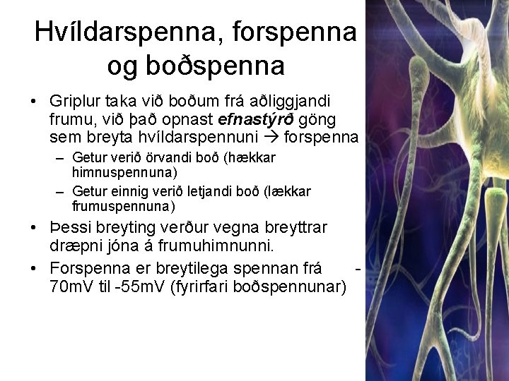 Hvíldarspenna, forspenna og boðspenna • Griplur taka við boðum frá aðliggjandi frumu, við það