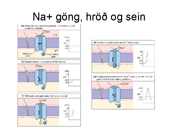 Na+ göng, hröð og sein 