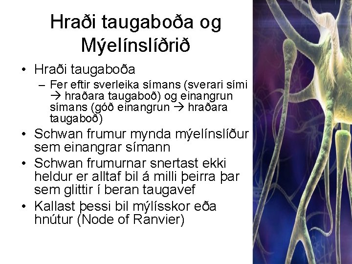 Hraði taugaboða og Mýelínslíðrið • Hraði taugaboða – Fer eftir sverleika símans (sverari sími