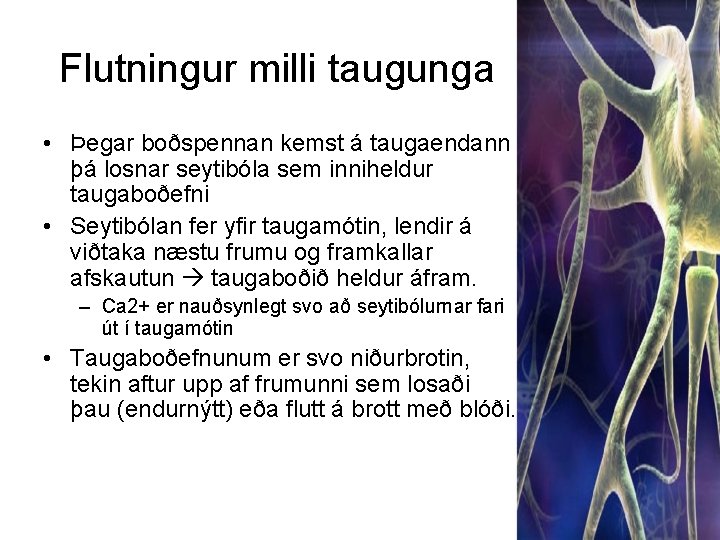 Flutningur milli taugunga • Þegar boðspennan kemst á taugaendann þá losnar seytibóla sem inniheldur