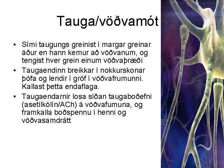 Tauga/vöðvamót • Sími taugungs greinist í margar greinar áður en hann kemur að vöðvanum,