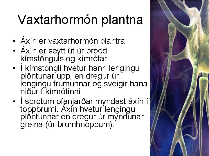 Vaxtarhormón plantna • Áxín er vaxtarhormón plantra • Áxín er seytt út úr broddi