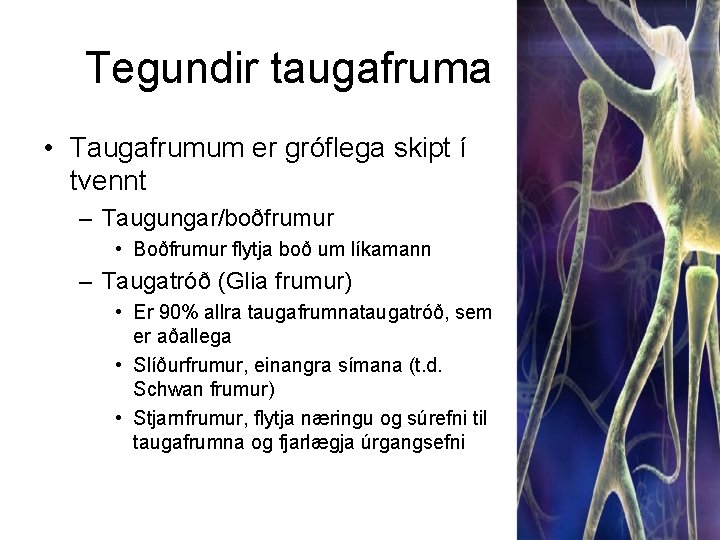 Tegundir taugafruma • Taugafrumum er gróflega skipt í tvennt – Taugungar/boðfrumur • Boðfrumur flytja