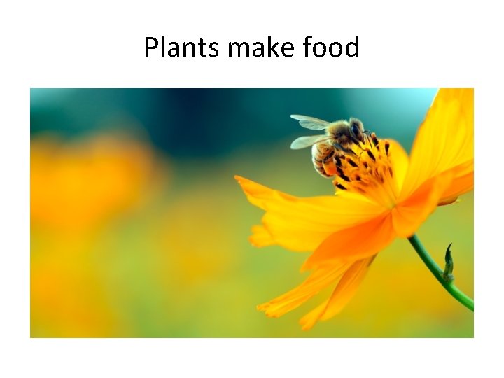 Plants make food 