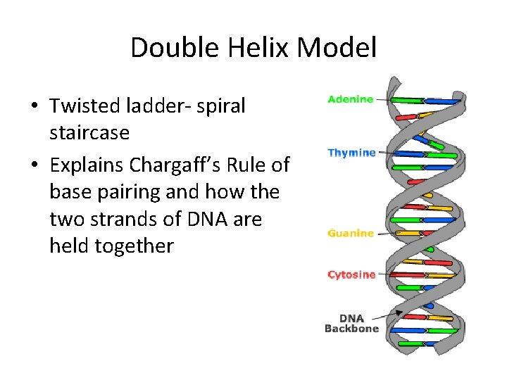 Double Helix Model • Twisted ladder- spiral staircase • Explains Chargaff’s Rule of base