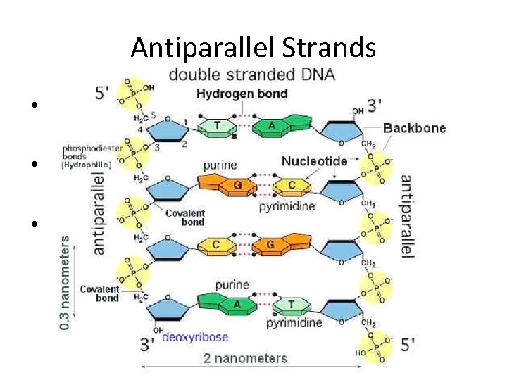 Antiparallel Strands • The two strands of DNA run in opposite directions…”antiparallel” • Allows