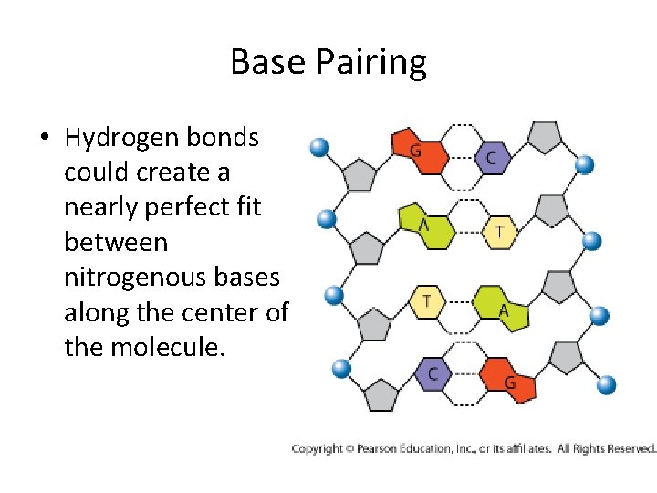 Base Pairing • Hydrogen bonds could create a nearly perfect fit between nitrogenous bases