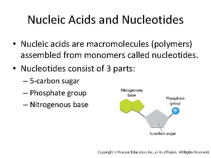 Nucleic Acids and Nucleotides • Nucleic acids are macromolecules (polymers) assembled from monomers called