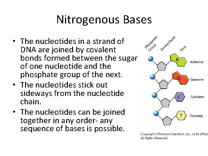 Nitrogenous Bases • The nucleotides in a strand of DNA are joined by covalent