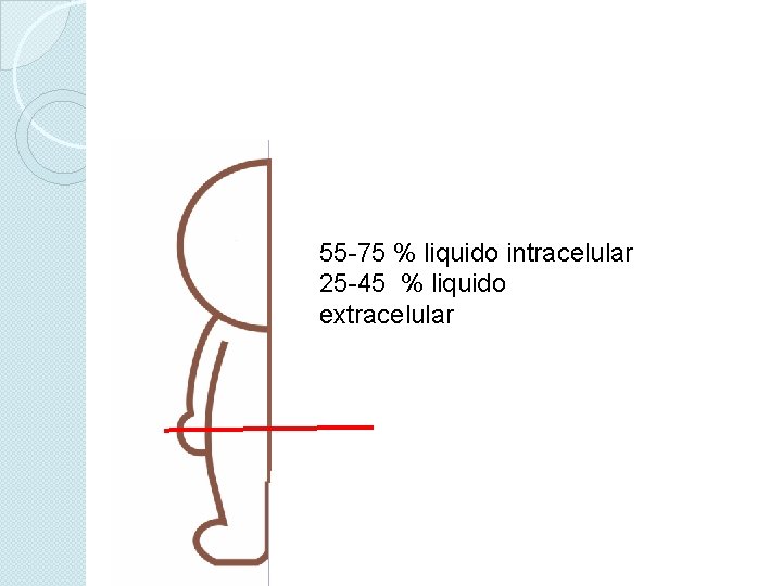 55 -75 % liquido intracelular 25 -45 % liquido extracelular 