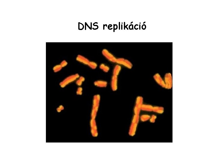 DNS replikáció 