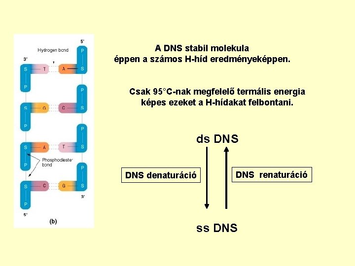 A DNS stabil molekula éppen a számos H-híd eredményeképpen. Csak 95°C-nak megfelelő termális energia