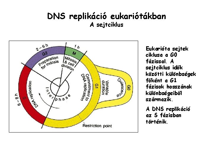 DNS replikáció eukariótákban A sejtciklus Eukarióta sejtek ciklusa a G 0 fázissal. A sejtciklus