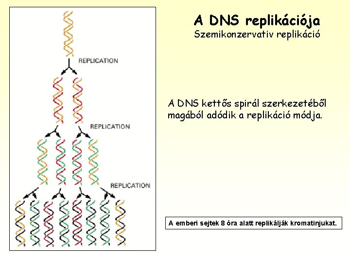 A DNS replikációja Szemikonzervativ replikáció A DNS kettős spirál szerkezetéből magából adódik a replikáció