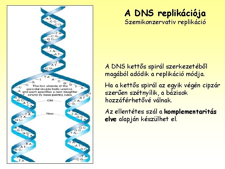A DNS replikációja Szemikonzervativ replikáció A DNS kettős spirál szerkezetéből magából adódik a replikáció