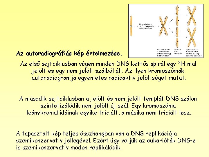 Az autoradiográfiás kép értelmezése. Az első sejtciklusban végén minden DNS kettős spirál egy 3