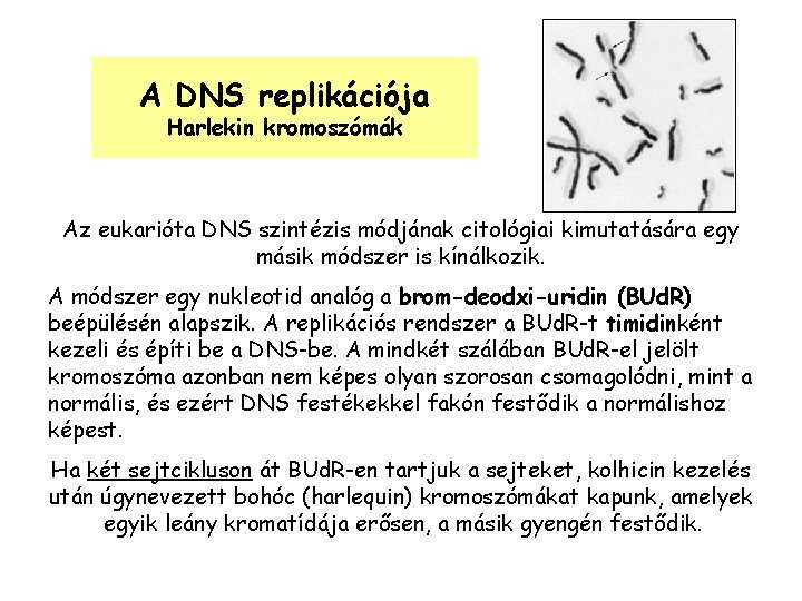 A DNS replikációja Harlekin kromoszómák Az eukarióta DNS szintézis módjának citológiai kimutatására egy másik