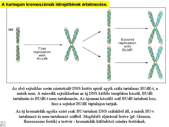 A harlequin kromoszómák létrejöttének értelmezése. A DNS replikációja Harlekin kromoszómák Az első sejtciklus során