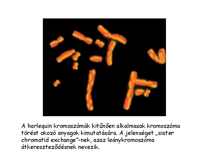 A harlequin kromoszómák kitűnően alkalmasak kromoszóma törést okozó anyagok kimutatására. A jelenséget „sister chromatid