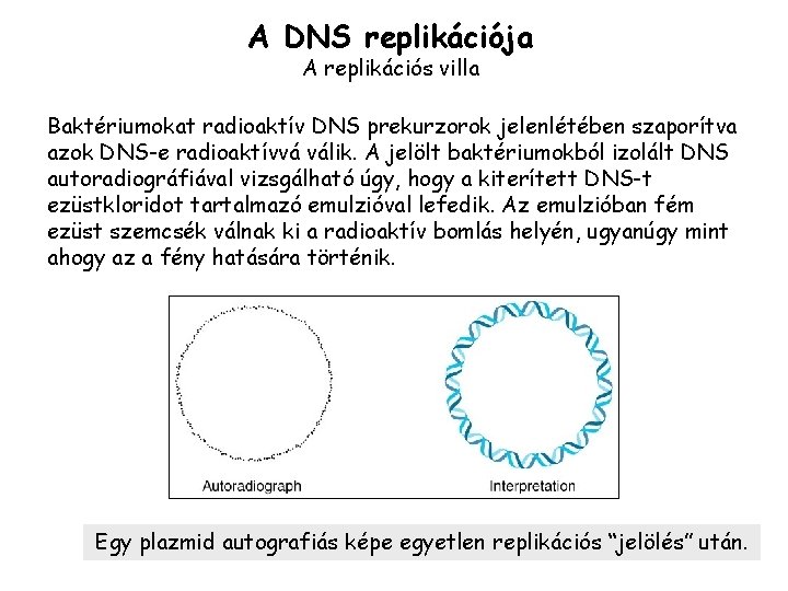 A DNS replikációja A replikációs villa Baktériumokat radioaktív DNS prekurzorok jelenlétében szaporítva azok DNS-e