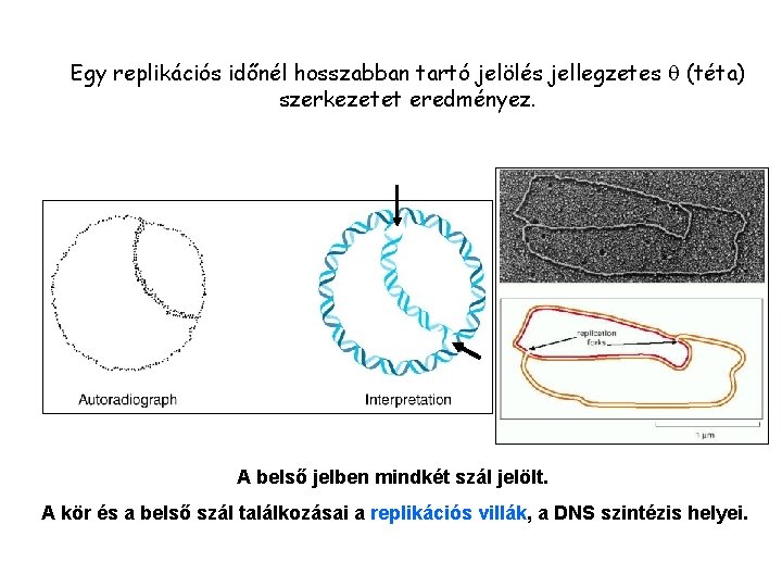 Egy replikációs időnél hosszabban tartó jelölés jellegzetes q (téta) szerkezetet eredményez. A belső jelben