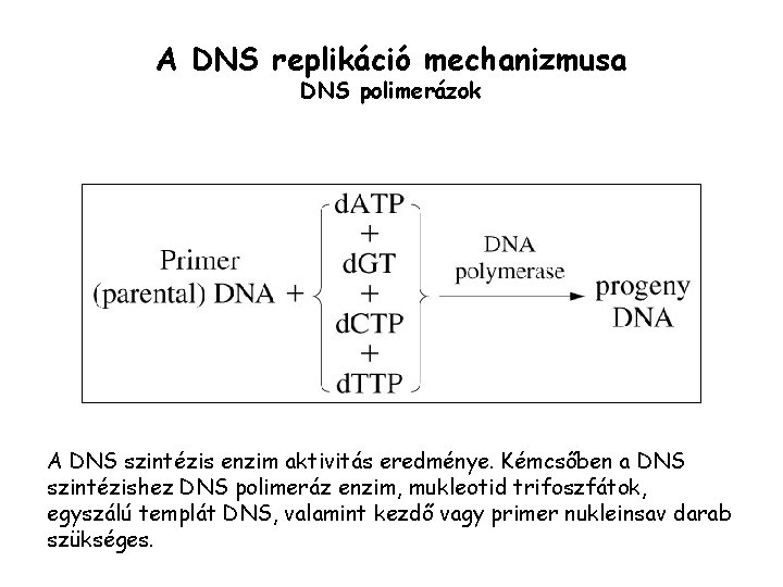 A DNS replikáció mechanizmusa DNS polimerázok A DNS szintézis enzim aktivitás eredménye. Kémcsőben a