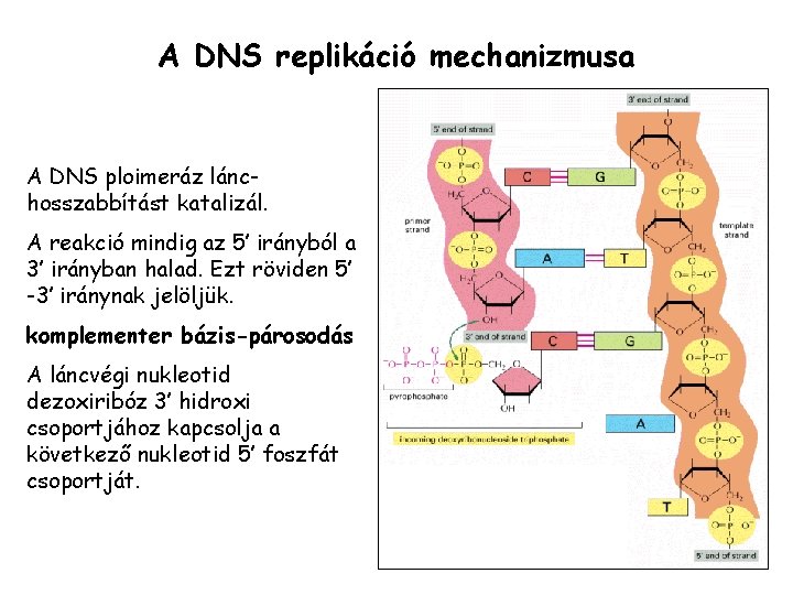 A DNS replikáció mechanizmusa A DNS ploimeráz lánchosszabbítást katalizál. A reakció mindig az 5’