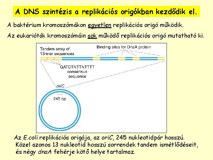A DNS szintézis a replikációs origókban kezdődik el. A baktérium kromoszómákon egyetlen replikációs origó
