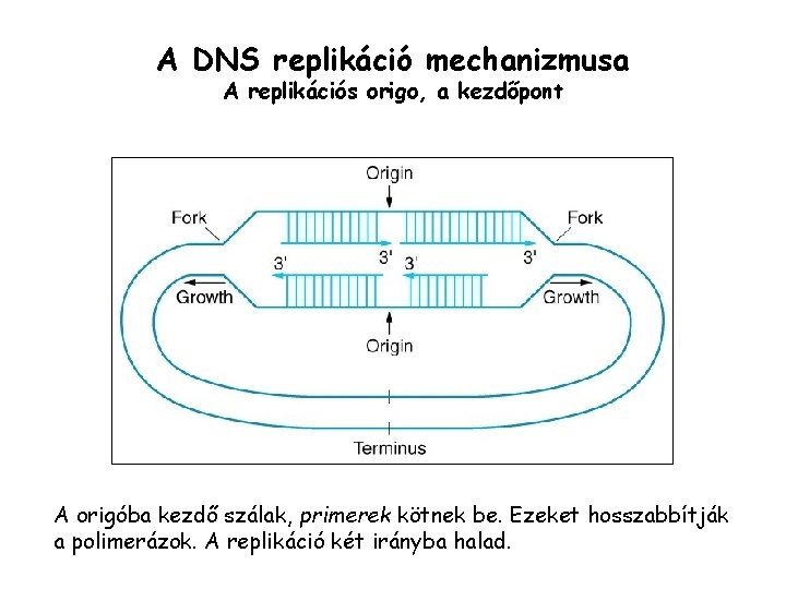 A DNS replikáció mechanizmusa A replikációs origo, a kezdőpont A origóba kezdő szálak, primerek