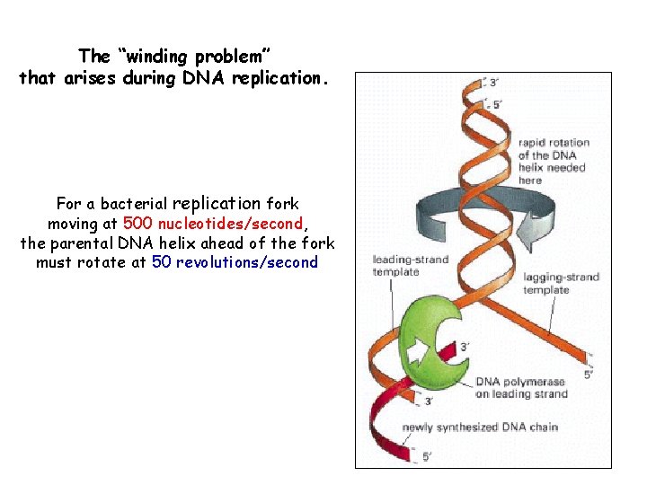 The “winding problem” that arises during DNA replication. For a bacterial replication fork moving
