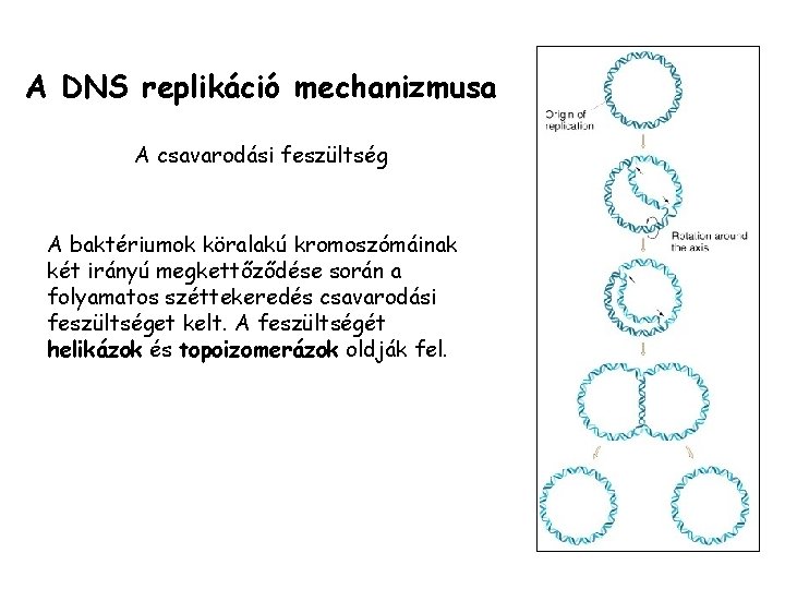 A DNS replikáció mechanizmusa A csavarodási feszültség A baktériumok köralakú kromoszómáinak két irányú megkettőződése