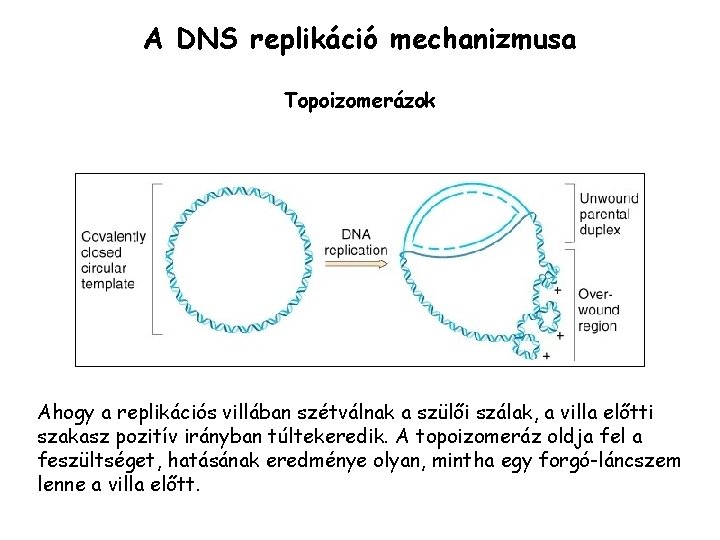 A DNS replikáció mechanizmusa Topoizomerázok Ahogy a replikációs villában szétválnak a szülői szálak, a