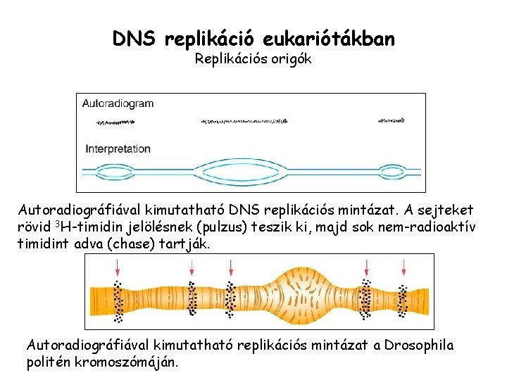 DNS replikáció eukariótákban Replikációs origók Autoradiográfiával kimutatható DNS replikációs mintázat. A sejteket rövid 3