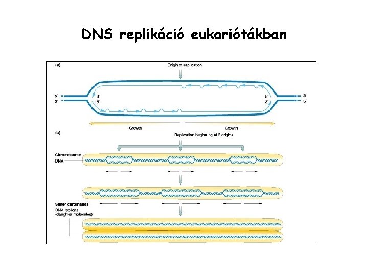 DNS replikáció eukariótákban 