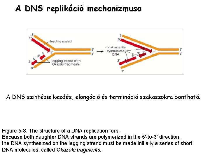 A DNS replikáció mechanizmusa A DNS szintézis kezdés, elongáció és termináció szakaszokra bontható. Figure