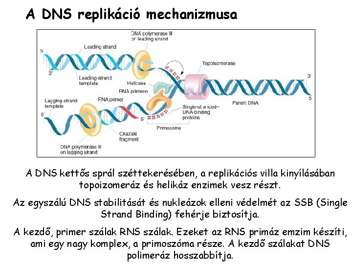 A DNS replikáció mechanizmusa A DNS kettős sprál széttekerésében, a replikációs villa kinyílásában topoizomeráz