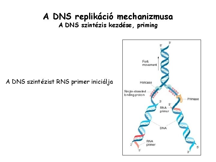 A DNS replikáció mechanizmusa A DNS szintézis kezdése, priming A DNS szintézist RNS primer