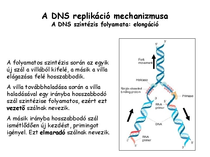 A DNS replikáció mechanizmusa A DNS szintézis folyamata: elongáció A folyamatos szintézis során az