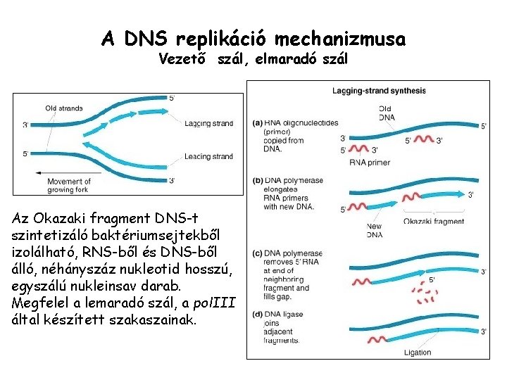 A DNS replikáció mechanizmusa Vezető szál, elmaradó szál Az Okazaki fragment DNS-t szintetizáló baktériumsejtekből