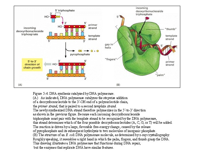 Figure 5 -4. DNA synthesis catalyzed by DNA polymerase. (A) As indicated, DNA polymerase