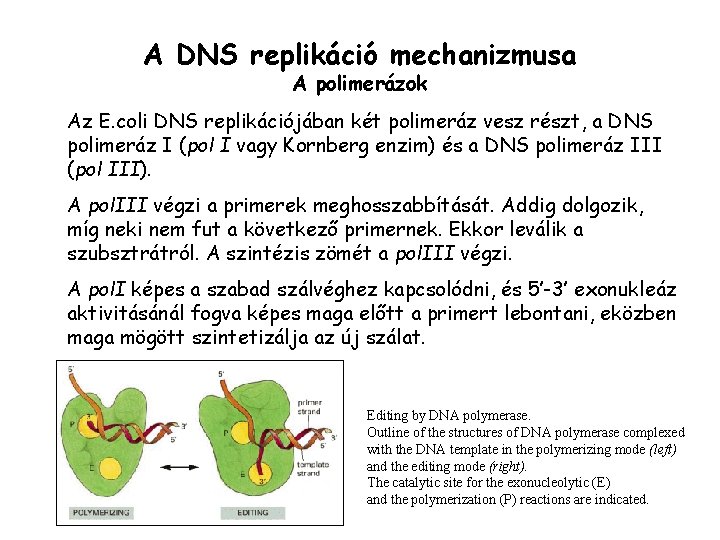 A DNS replikáció mechanizmusa A polimerázok Az E. coli DNS replikációjában két polimeráz vesz