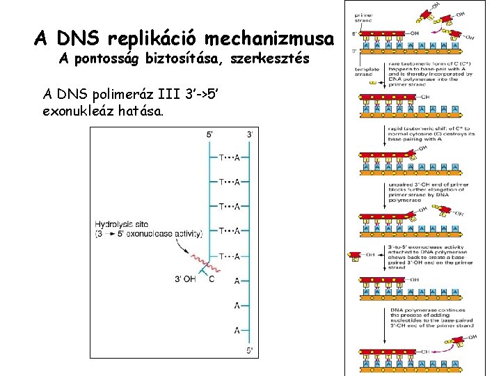 A DNS replikáció mechanizmusa A pontosság biztosítása, szerkesztés A DNS polimeráz III 3’->5’ exonukleáz