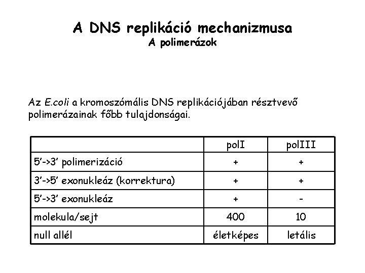 A DNS replikáció mechanizmusa A polimerázok Az E. coli a kromoszómális DNS replikációjában résztvevő