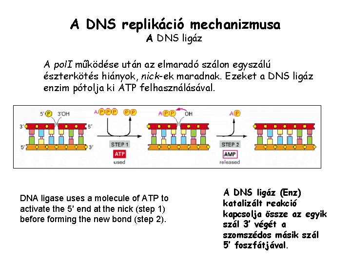 A DNS replikáció mechanizmusa A DNS ligáz A pol. I működése után az elmaradó