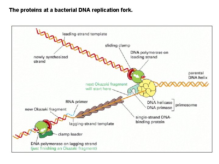 The proteins at a bacterial DNA replication fork. 