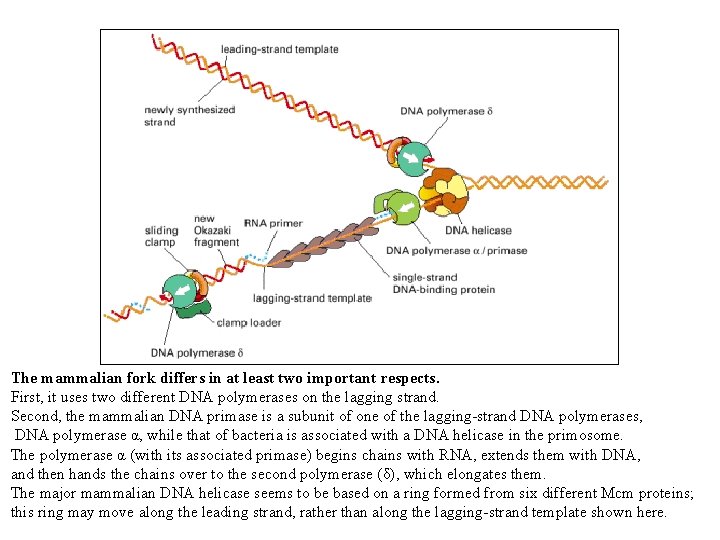 The mammalian fork differs in at least two important respects. First, it uses two