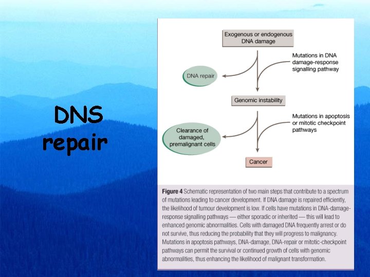  DNS repair 