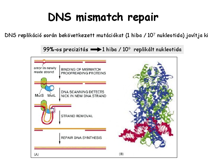 DNS mismatch repair DNS replikáció során bekövetkezett mutációkat (1 hiba / 107 nukleotida) javítja