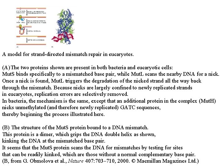 A model for strand-directed mismatch repair in eucaryotes. (A) The two proteins shown are