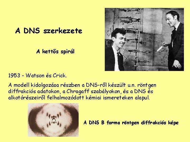 A DNS szerkezete A kettős spirál 1953 - Watson és Crick. A modell kidolgozása